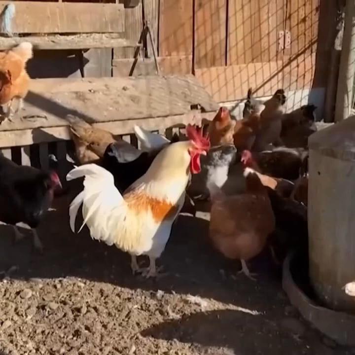Indiana declares bird flu the biggest animal health emergency in history